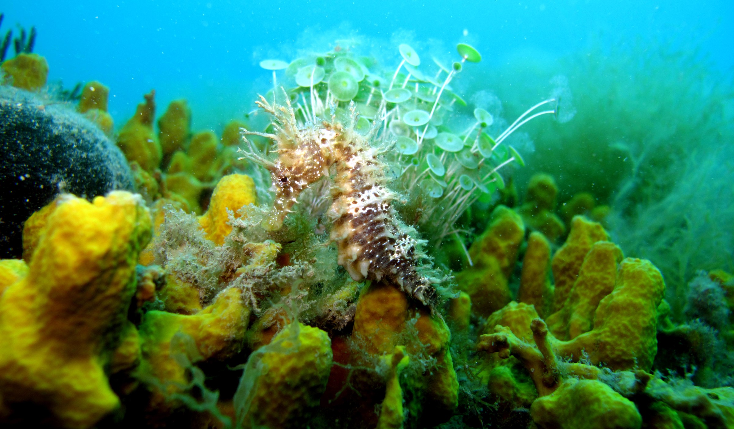 Aquatile Plongée