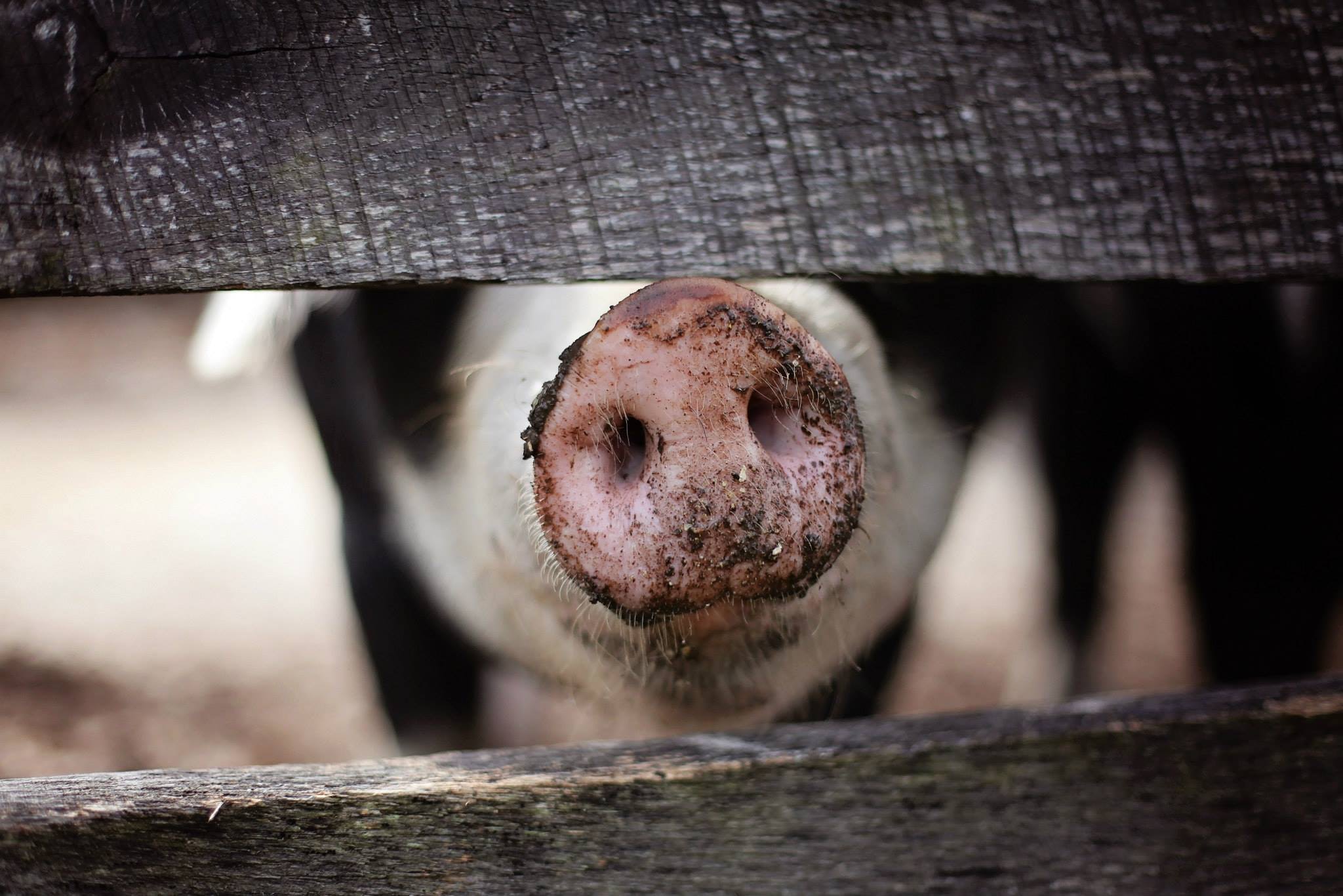 Aux Saveurs Paysannes – Ferme Pédagogique