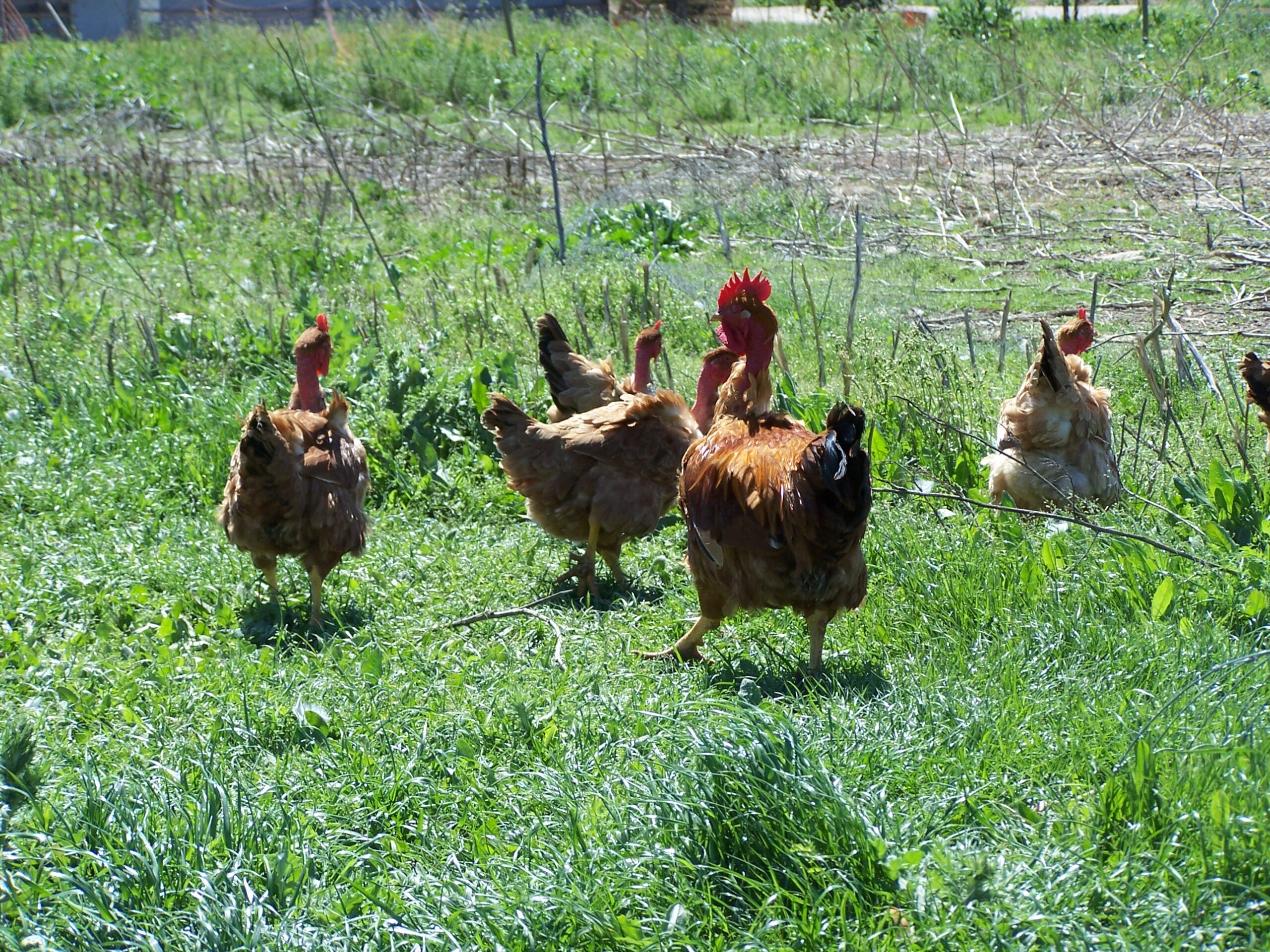 Aux Saveurs Paysannes