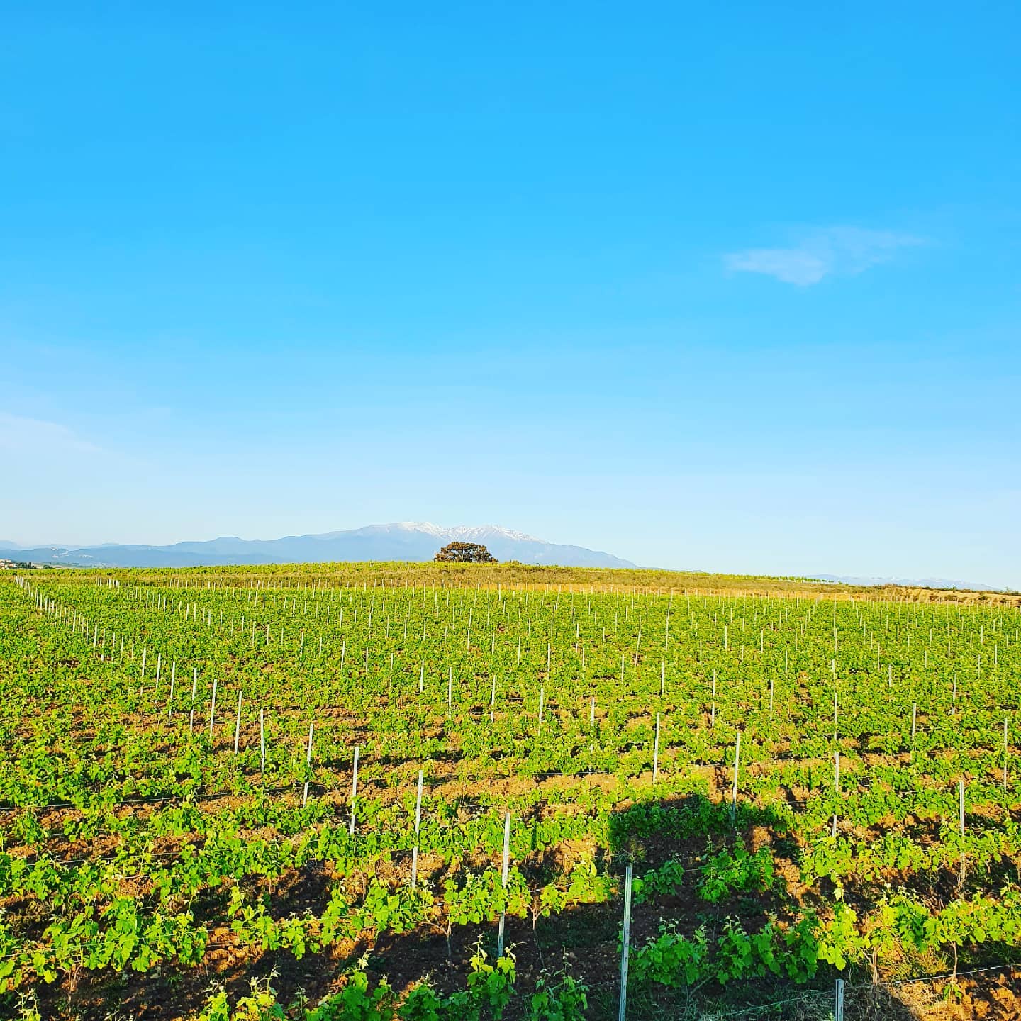 Chateau Cap de Fouste