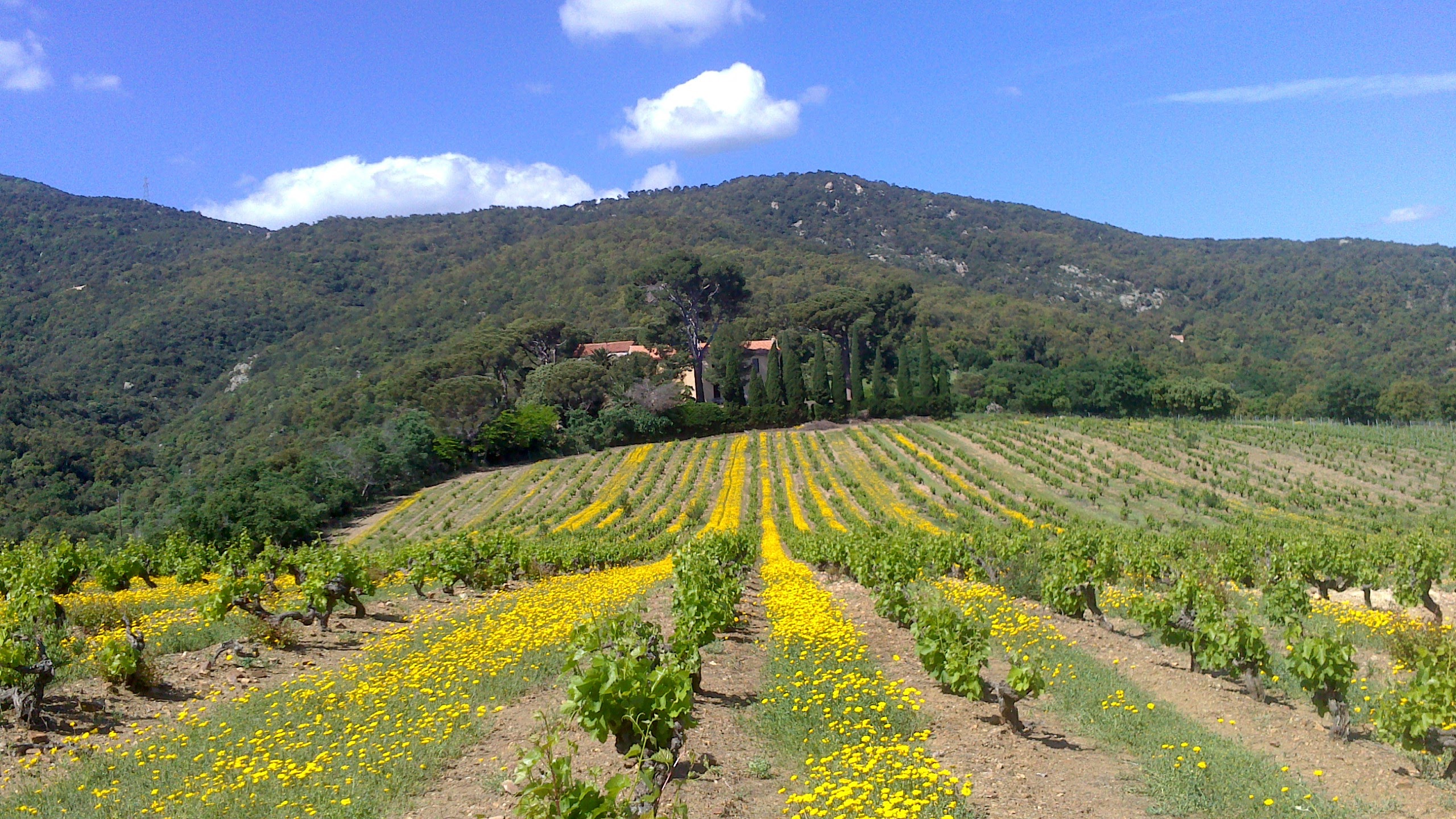 Domaine des Deux Puits – Mas Cristine