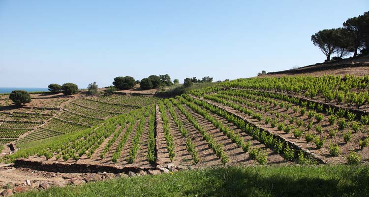 Domaine la Tour Vieille