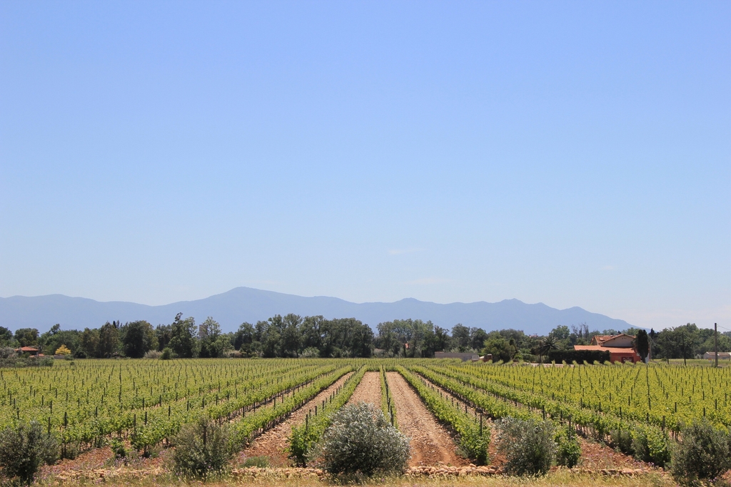 Domaine Riere Cadene