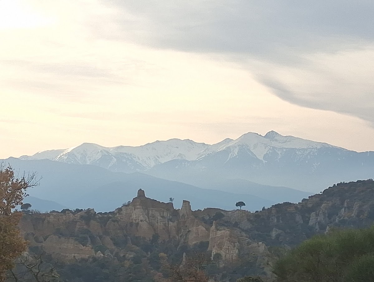 Les orgues sauvages