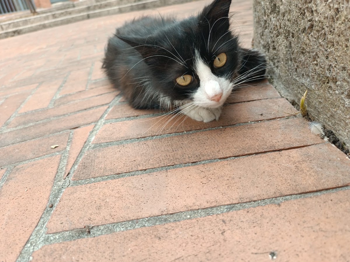 Mimi la Gata de la plaza