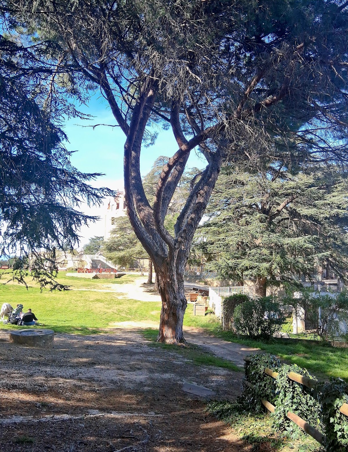 Sapins remarquable ×2