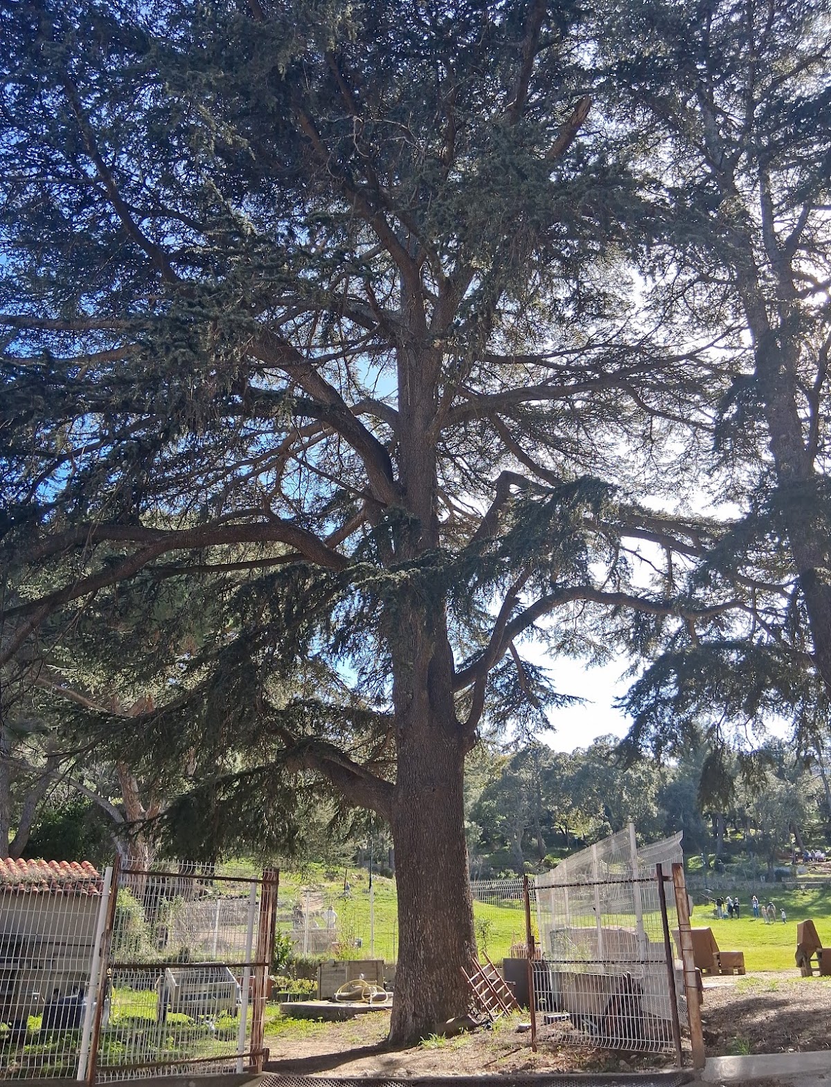 Arbre remarquable