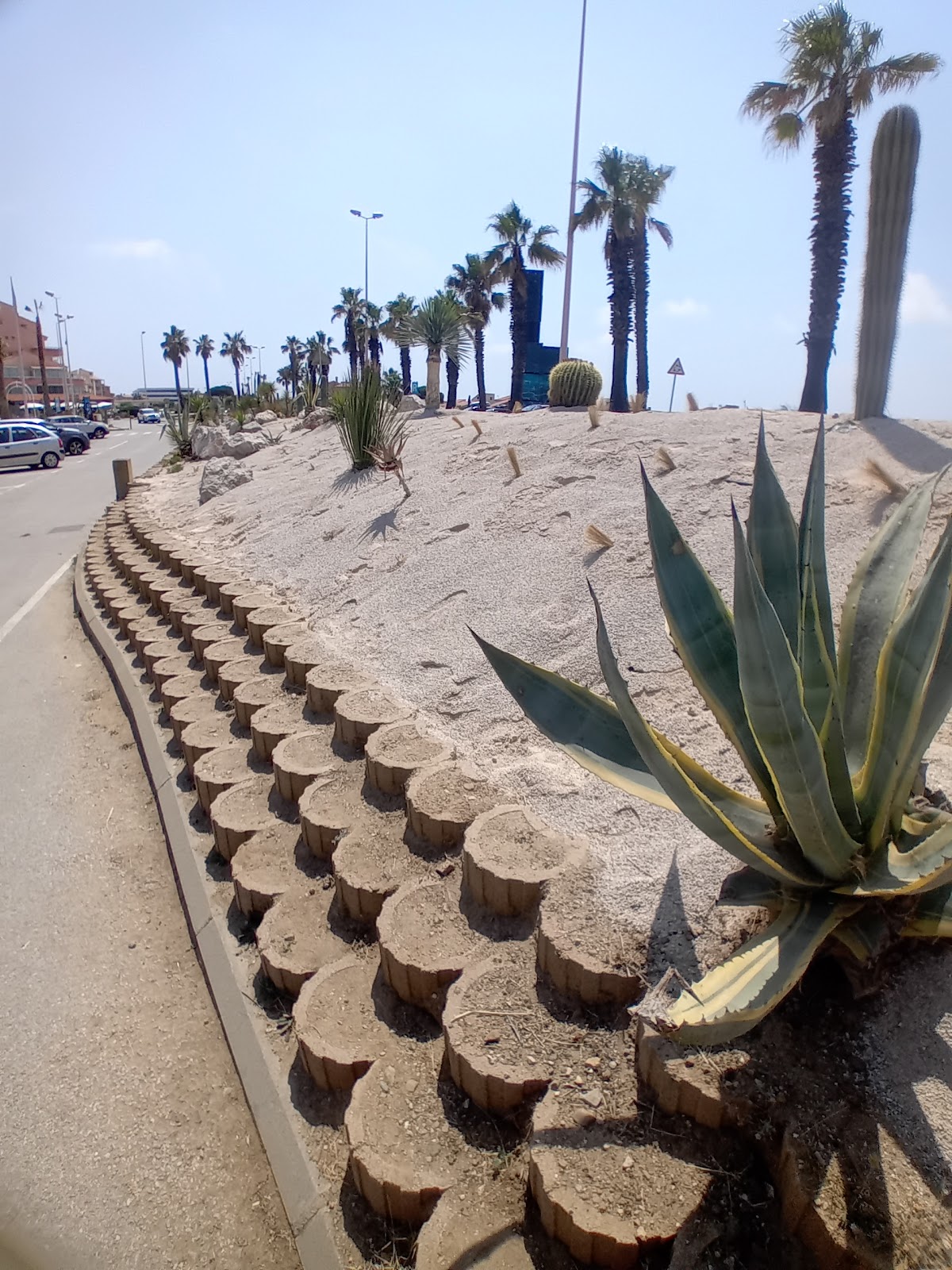 Jardin à Cactus