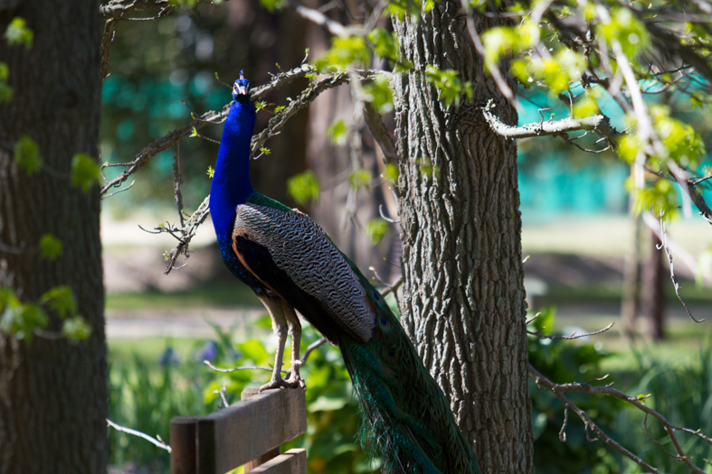Jardin des plantes des Capellans