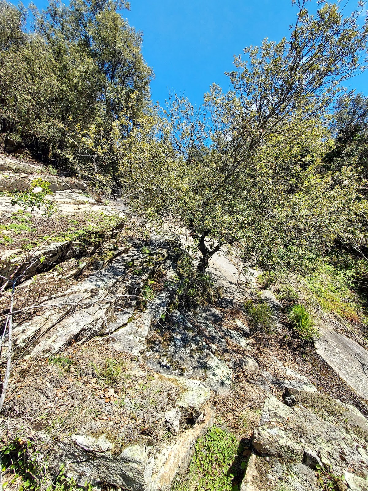 Resclosa de Fontanills
