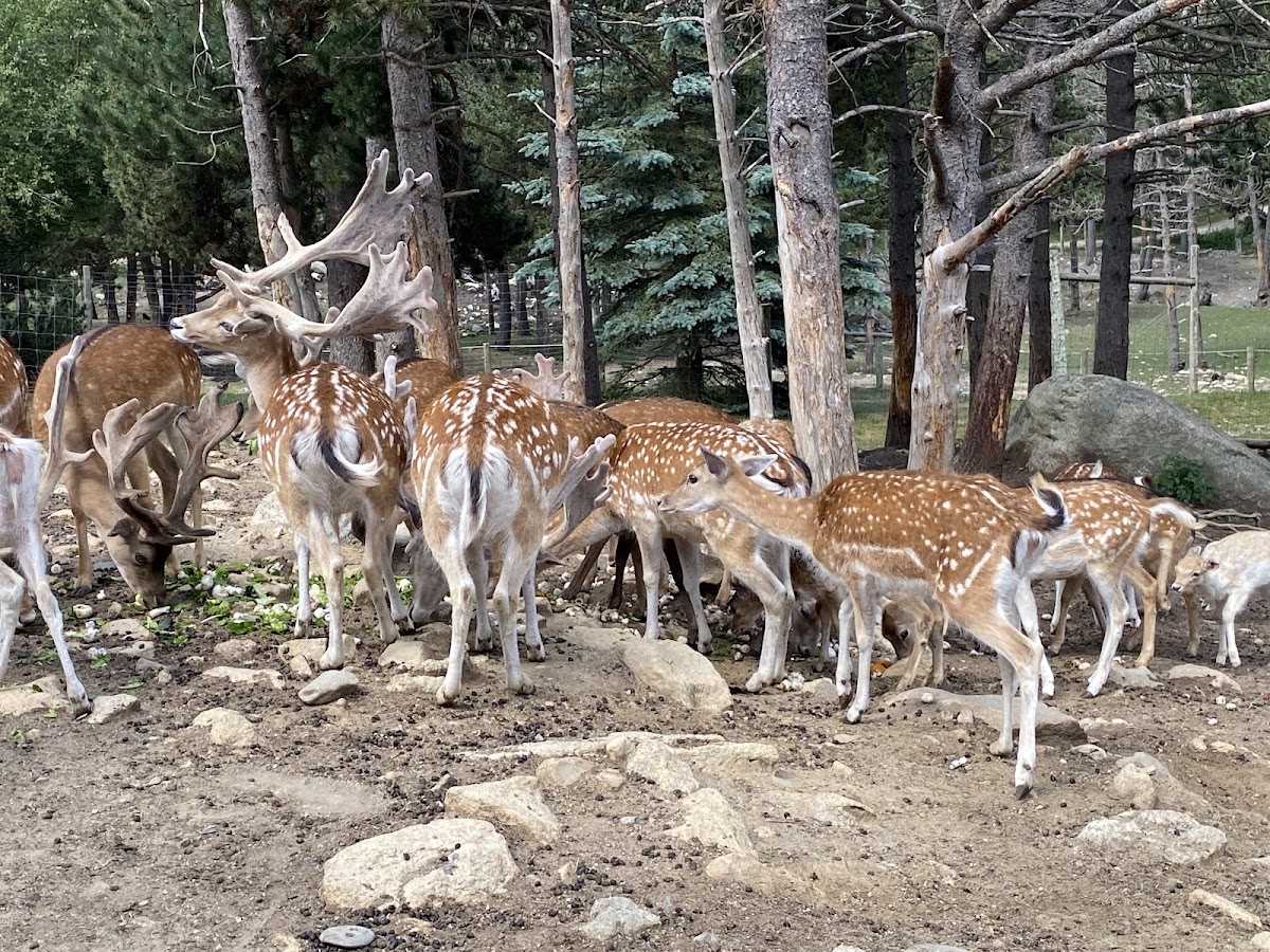 Parc Animalier des Angles en Capcir