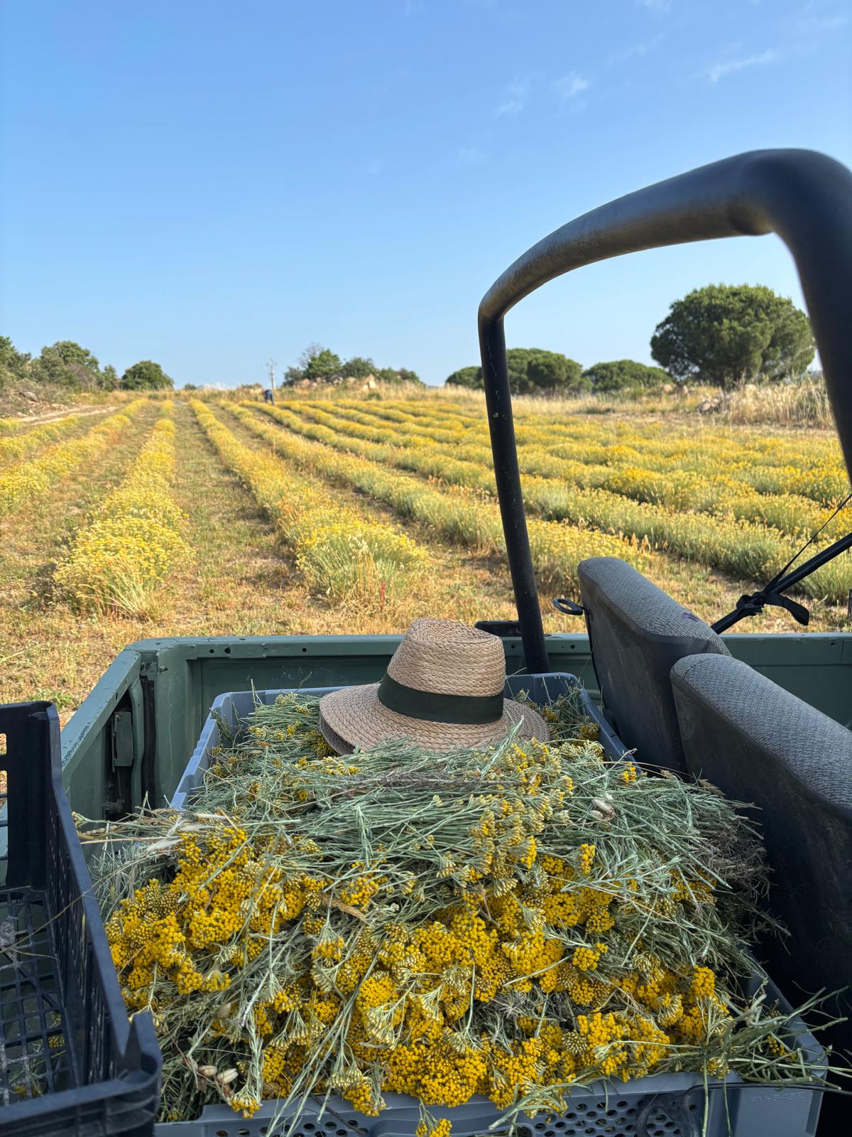Picanya Aromatique