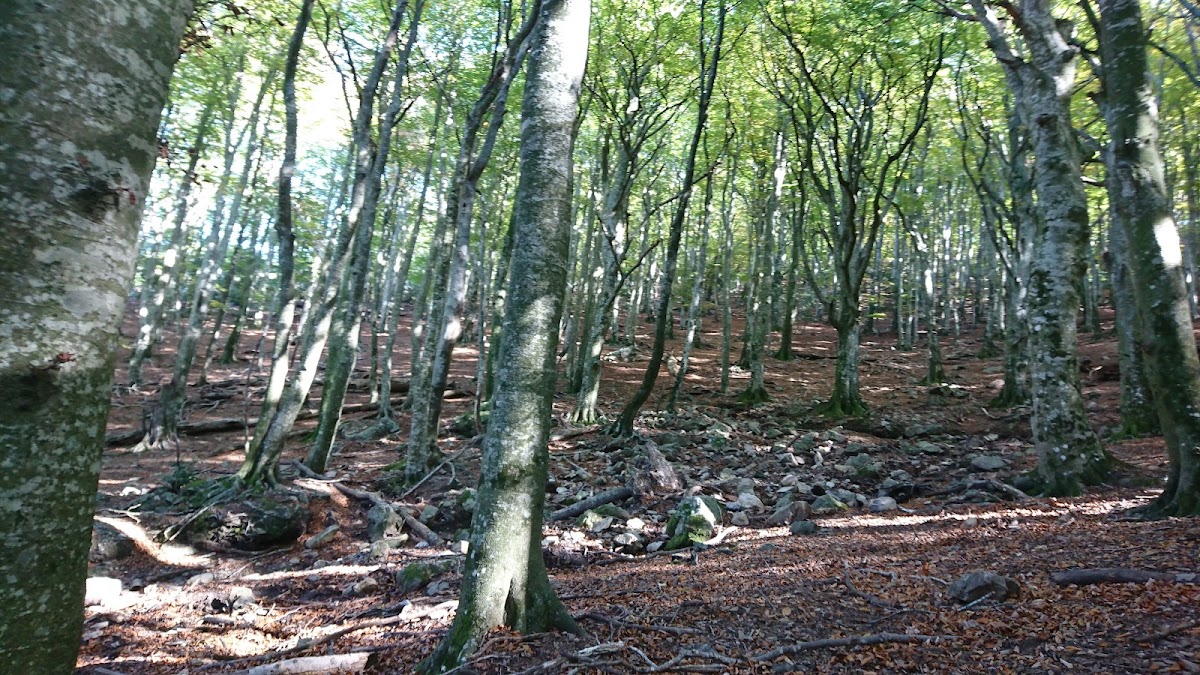 Réserve Naturelle Nationale de la Forêt de Massane