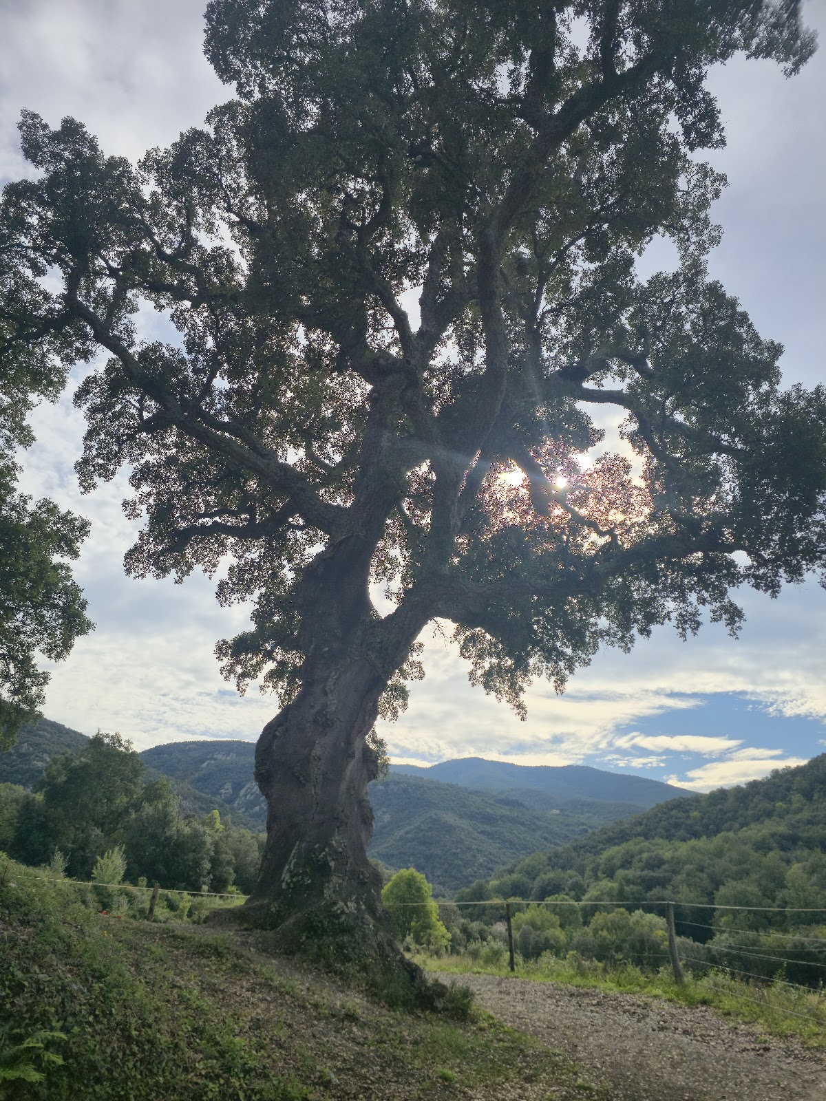 Chêne liège du mas Santol , remarquable