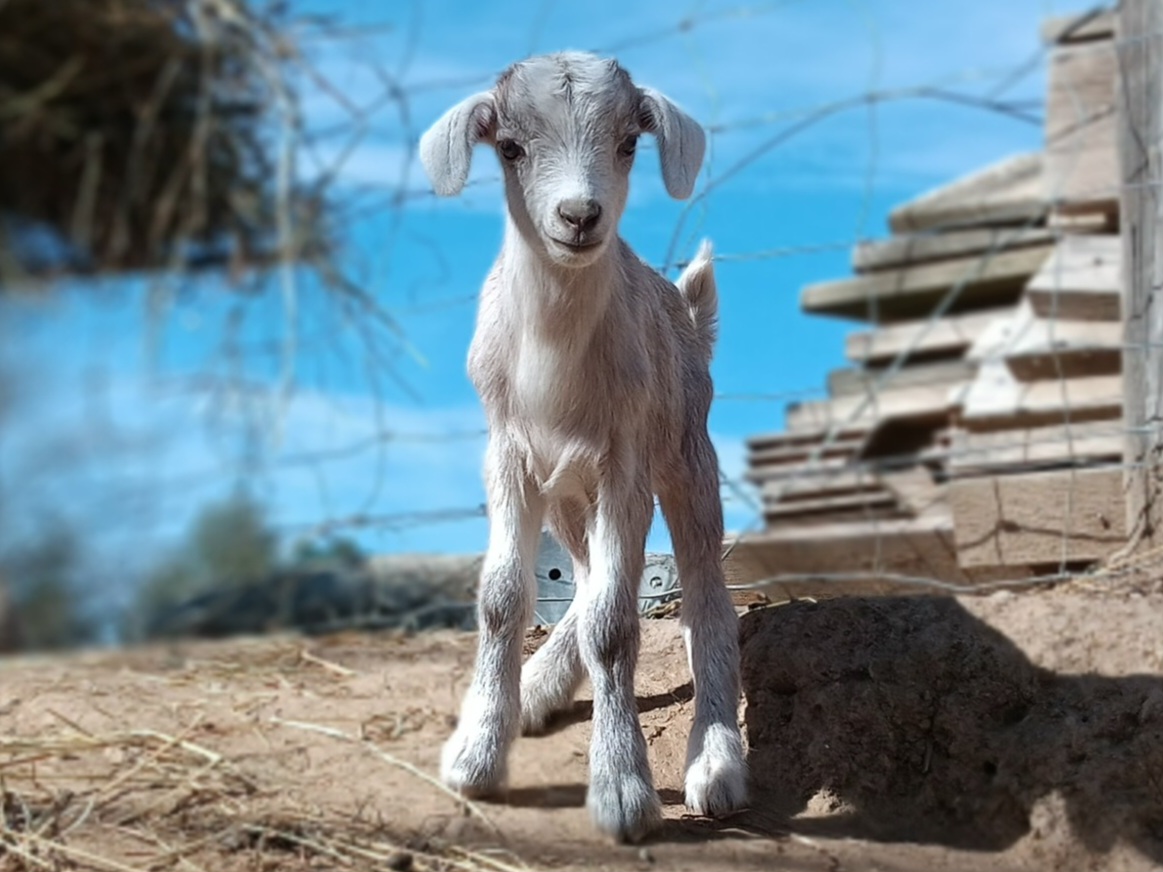 La Ferme d&rsquo;Estoher