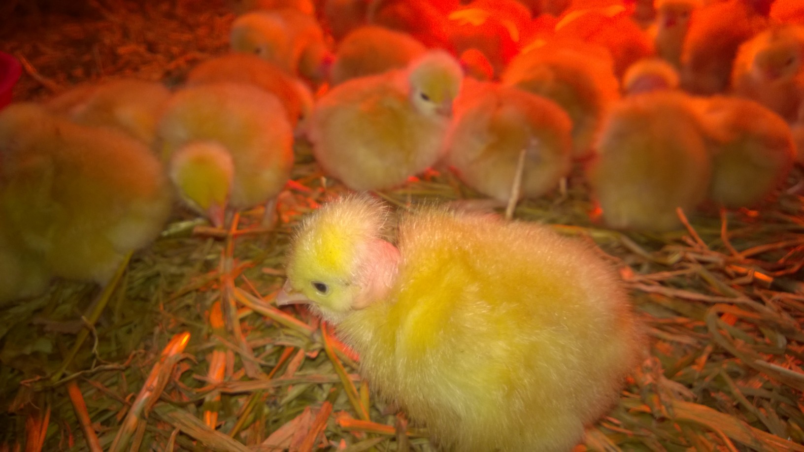 La Ferme du Jeantine