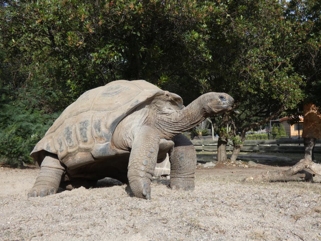 La Vallee des Tortues