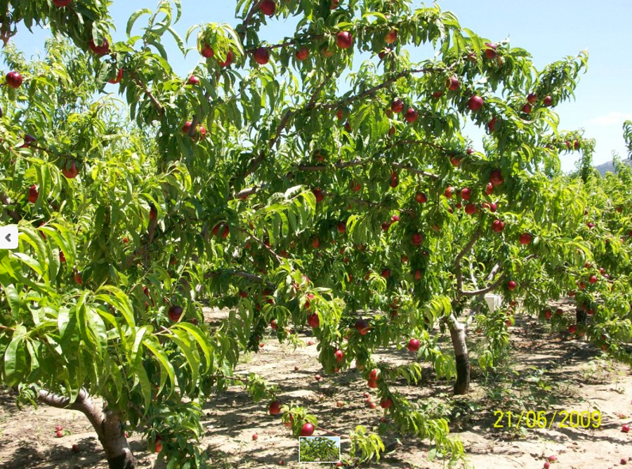 O Jardin