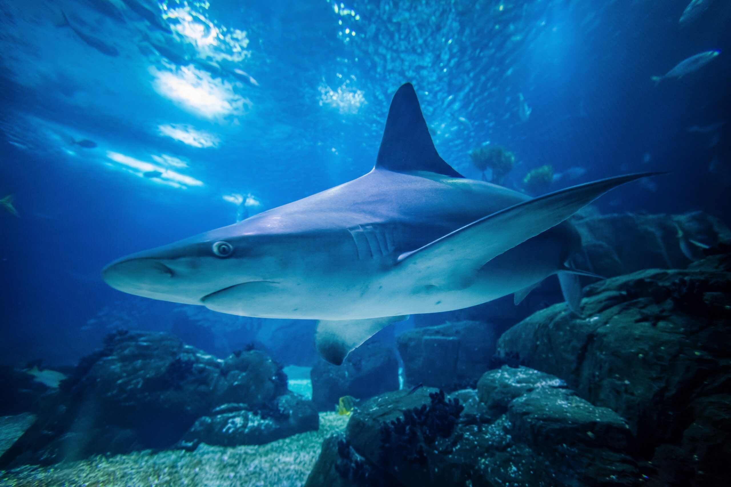 Oniria – Aquarium Canet-en-Roussillon