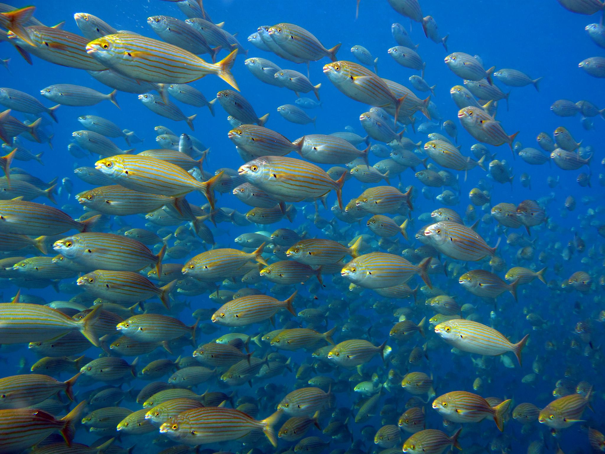 Parc Naturel Marin du Golfe du Lion