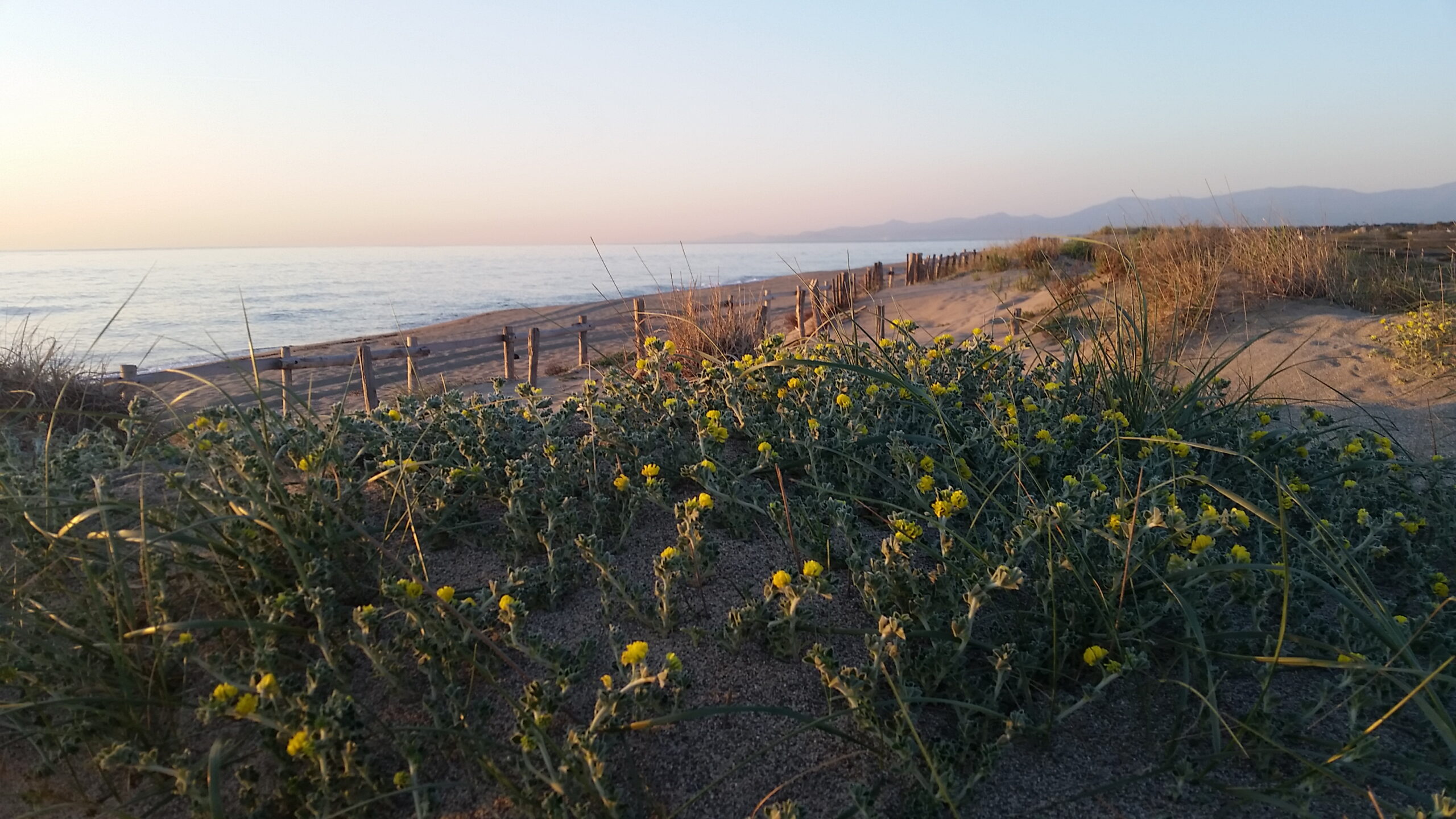 Plage Nord – Torreilles